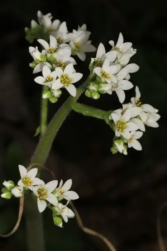 Micranthes virginiensis