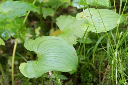 Snakeberry - Maianthemum dilatatum (Care, Characteristics, Flower, Images)