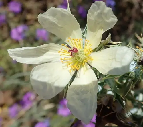 Pale mexican pricklypoppy