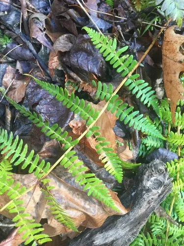 ドリオプテリス・マルジナリス (Dryopteris marginalis) - PictureThis