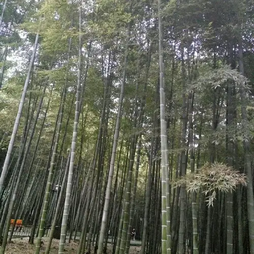Moso-bambus