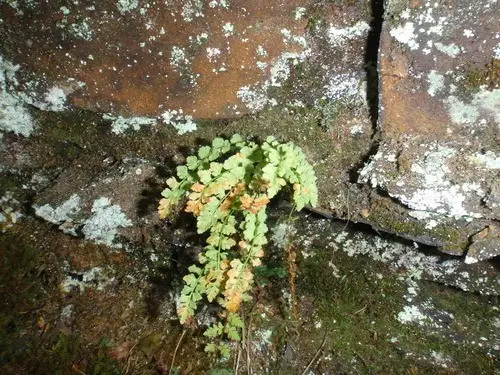 Woodsia glabre