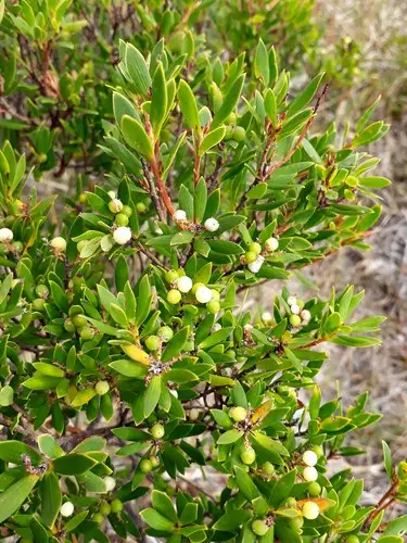 Leptecophylla juniperina subsp. parvifolia
