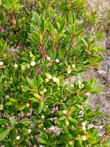 Pink mountain berry (Leptecophylla juniperina subsp. parvifolia) Flower ...