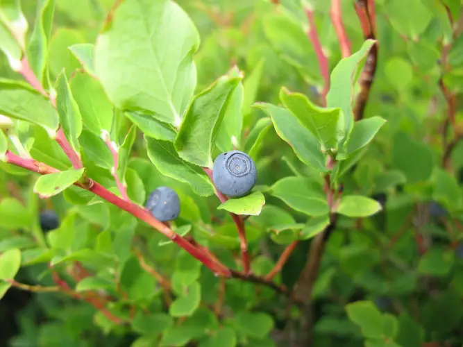 Oval-Leaved Blueberry 