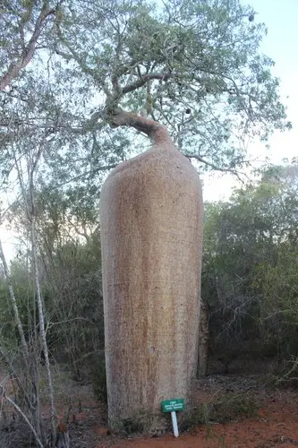 Red baobab