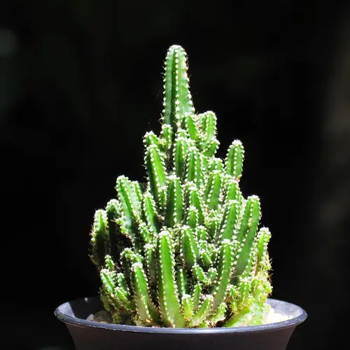 Cactus féérique