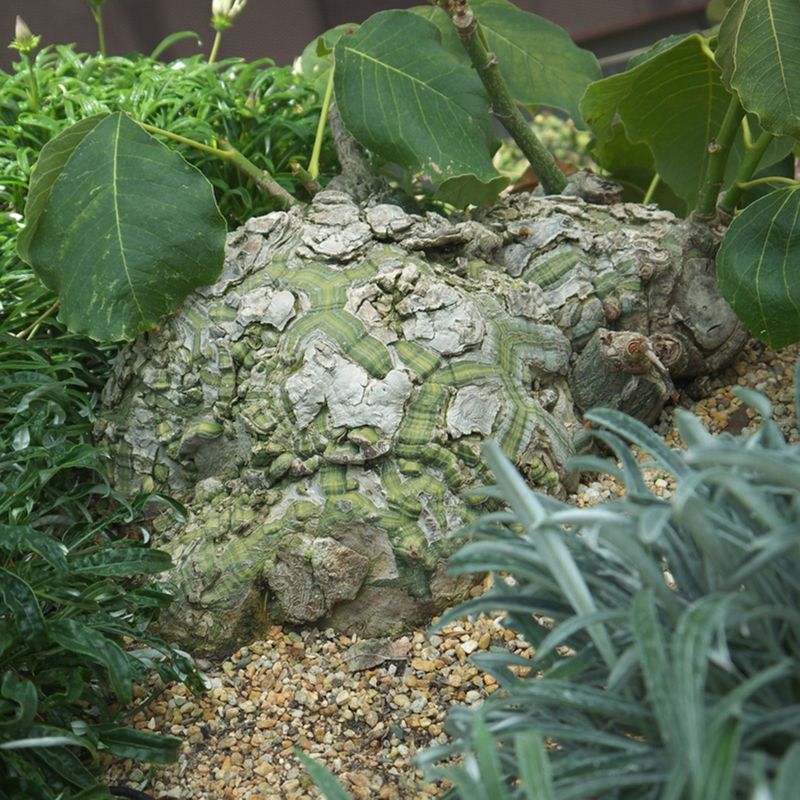 Como Cultivar Dioscorea elephantipes em Jardins de Suculentas?
