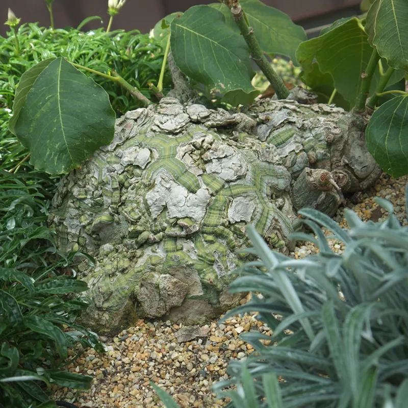 キッコウリュウ（亀甲竜）のための最適な土壌条件