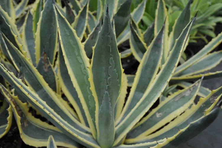 153872082503991308.jpeg?x-oss-