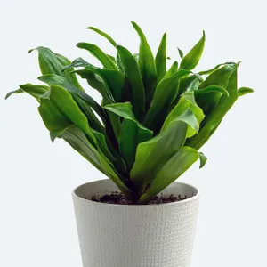 Drachenbume - Dracaena (Taxonomie, Merkmale, Verbreitung, Bilder)