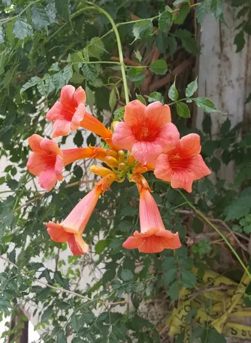 Campsis × tagliabuana 'Madame Galen'