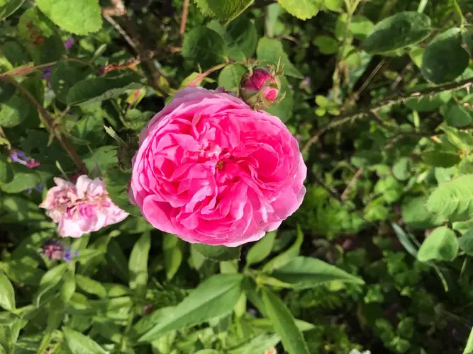 Rosa centifolia 'Cristata'