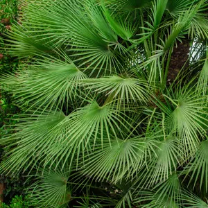 Dwarf Palmetto (Sabal Minor) - Imported Dwarf Palmetto (Sabal Minor) - Imported