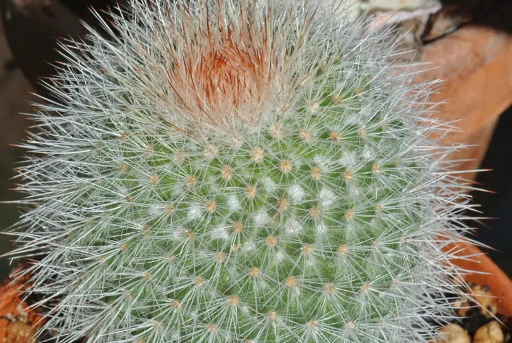 Zimmerkaktus Sammlung Mammillaria Spinosissima - Groe 15cm Kakteengruppe  Im 14er Topf, Pflegeleichte Sukkulente
