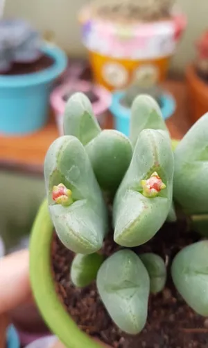 Conophytum bilobumの育て方・栽培方法