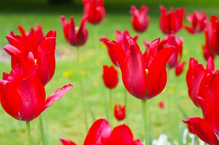Tulips 'Red Shine'