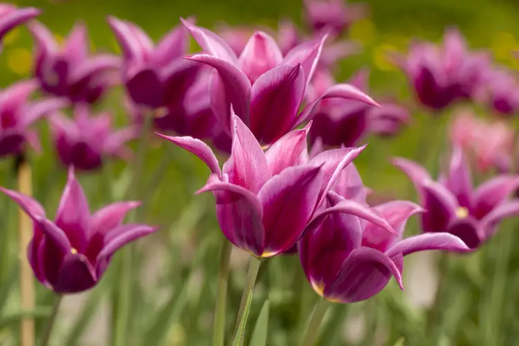 Tulips 'Maytime'