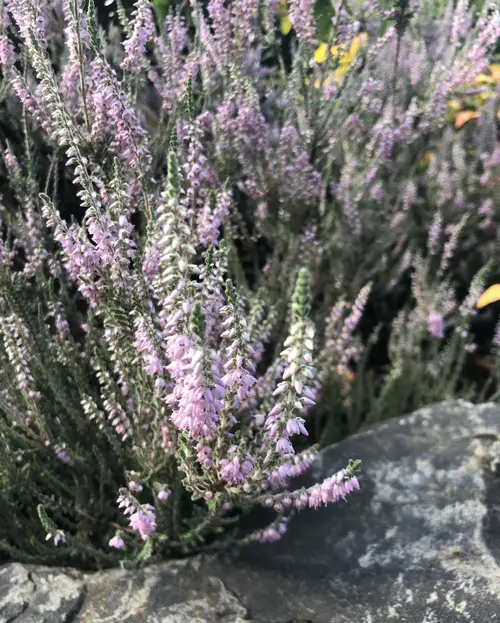 Common heather 'Silver Rose'
