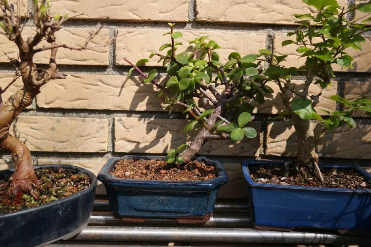 Jadebaum - Portulacaria afra (Pflege, Merkmale, Symbolik, Bilder)