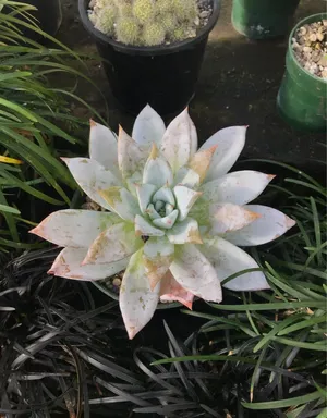 [同梱¥1180]ダドレアホワイトグリーニー　多肉　ゆうパケポスト又はmini 同梱¥1180]ダドレアホワイトグリーニー 多肉 ゆうパケポスト又はmini