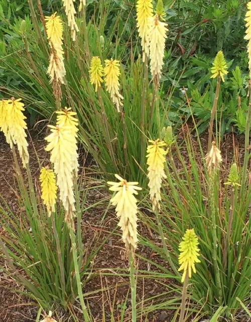 Red hot poker 'Little Maid'