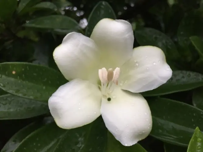 Árbol de flor de perfume