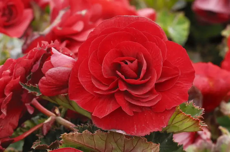 Begonia 'Roseform Red'