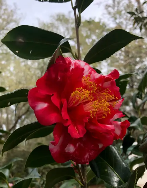 Japanese camellia 'R.L. Wheeler'