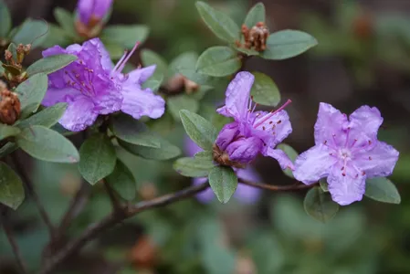 How to Grow and Care for Azaleas 'Ramapo'