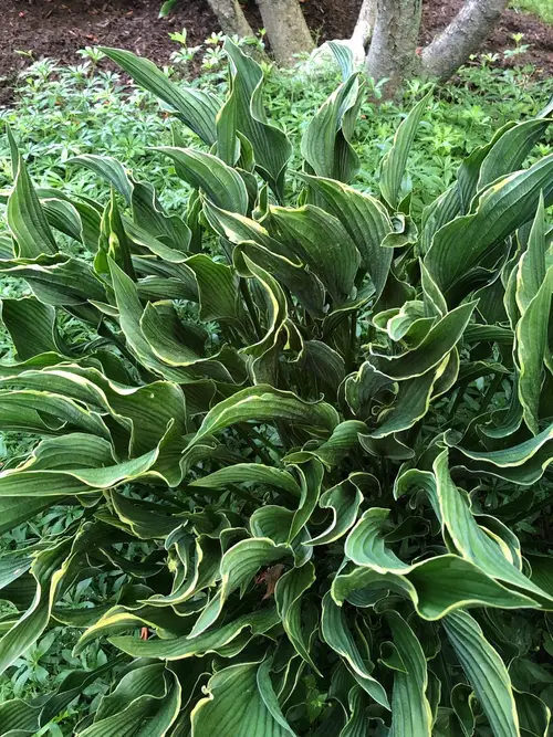 Plantain lilies 'Praying Hands'