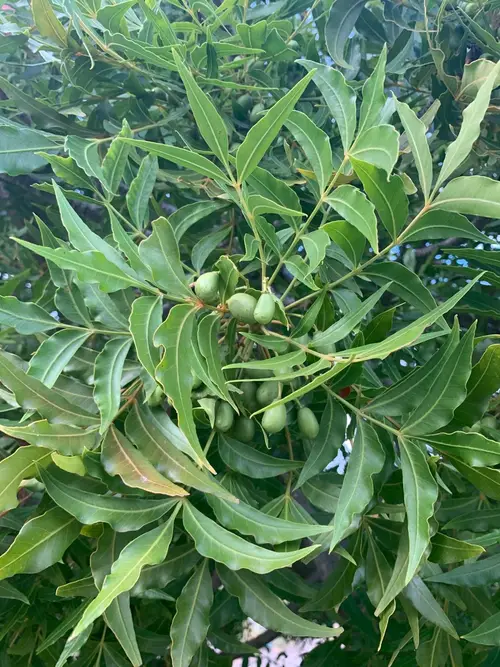 How to Plant and Grow South African wild plum(Harpephyllum caffrum)