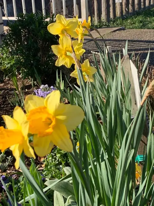 Daffodils 'Juanita'