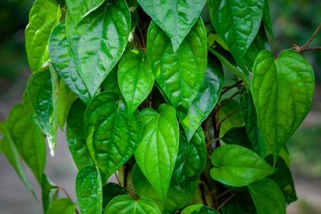 How to Grow and Care for Betel
