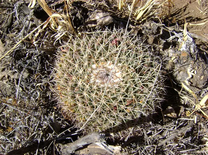 Little nipple cactus