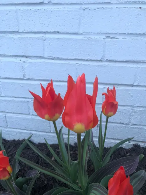 Tulipa fosteriana 'Red Emperor'