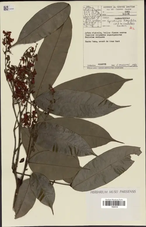 Spirotropis longifolia