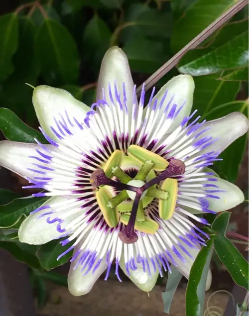 Blue passionflower 'Clear Sky'