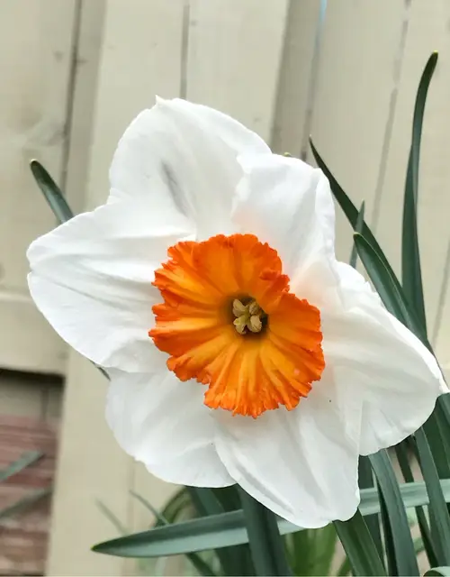 Daffodils 'Professor Einstein'