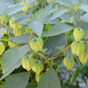 黏果酸漿(分類, 特徵, 象徵意義, 圖片, 有毒)