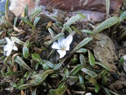 Montia sessiliflora