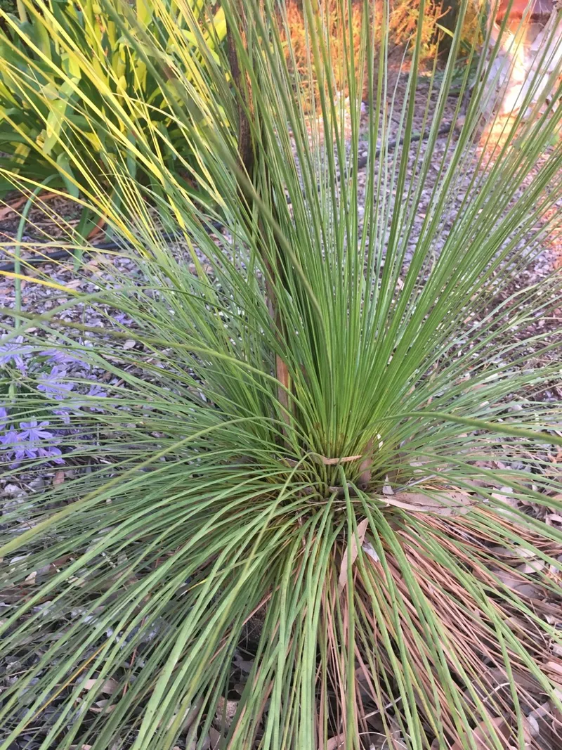 How to Enhance Succulent Gardens with Mexican grass tree?