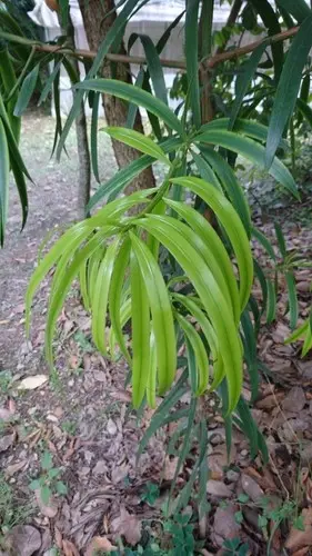 Podocarpus matudae
