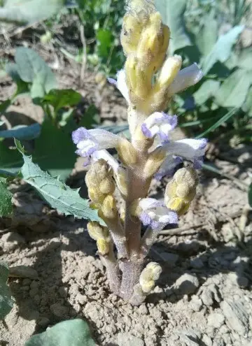 Фелипанхе пурпурная