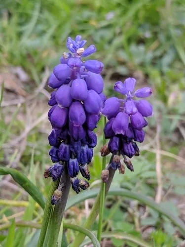 Mezcla De 50 Bulbos De Muscari (Jacinto De Uva) – Blanco Y Azul – Floración Primaveral
