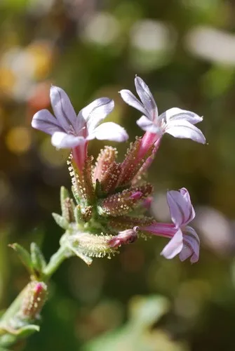 Europische Bleiwurz (Plumbago europaea) - PictureThis
