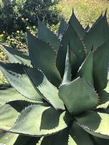 Shaw's agave - Agave shawii (Care, Characteristics, Flower, Images)