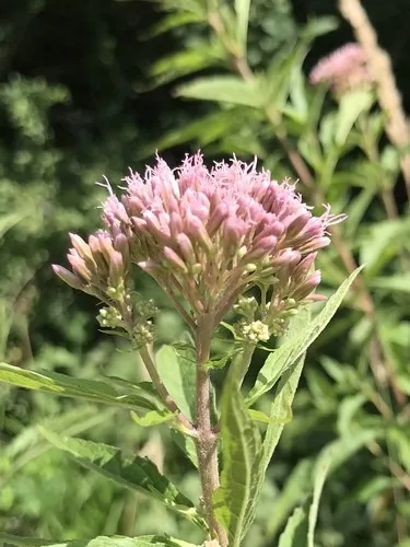 Gewhnlicher Wasserdost (Eupatorium cannabinum) - PictureThis