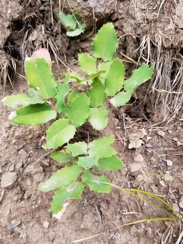 Kriechende mahonie - Berberis repens (Pflege, Merkmale, Blume, Bilder,  Giftig)