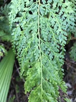 ホラシノブ（洞忍） (Odontosoria chinensis) - PictureThis